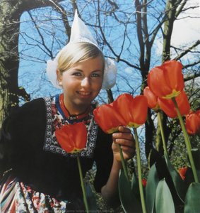 Holland Glory Tulips Kenkenhof Gardens — Karsh Of Ottawa, Other