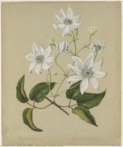 Puawananga - Clematis Indivisa — Sarah Ann Featon