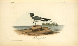 Fork-tailed Gull. Male — John James Audubon