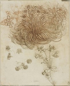 A Star-of-bethlehem And Other Plants — Leonardo Da Vinci, High Renaissance