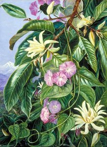 Michelia And Climber Of Darjeeling, India — Marianne North