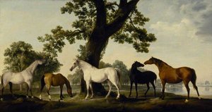 Five Brood Mares At The Duke Of Cumberland's Stud Farm In Windsor Great Park — George Stubbs