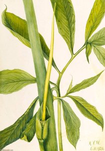 Greendragon (arisaema Dracontium) — Mary Vaux Walcott, Academic Illustration