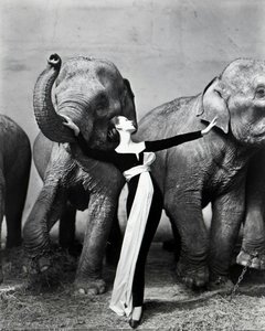Dovima With Elephants — Richard Avedon