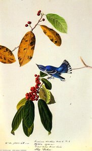 Cerulean Warbler — John James Audubon