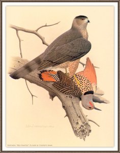 northern red-shafted flicker
