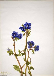 Phacelia (phacelia Parryi) — Mary Morris Vaux Walcott