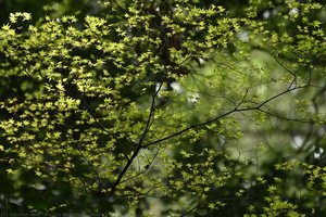 Maple1 — Mariko Asayama