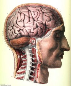 Cerebrum, Cerebellum, Brain Stem And Cervical Cord — Nicolas Henri Jacob