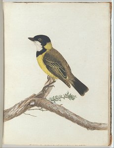 Black Crown Thrush — John William Lewin