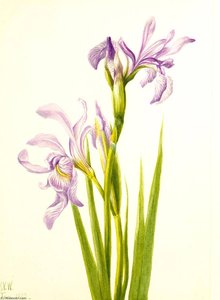 Western Blue Flag (iris Missouriensis) — Mary Morris Vaux Walcott