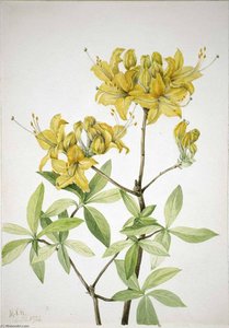 Flame Azalea (azalea Lutea) — Mary Morris Vaux Walcott