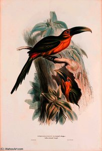 Golden-green Aracari — Edward Lear