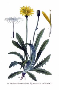 Untitled (aqtde5) — Amédée Masclef, Symbolism