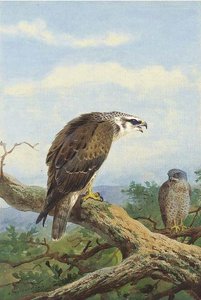 Honey Buzzard — Archibald Thorburn, Naturalism