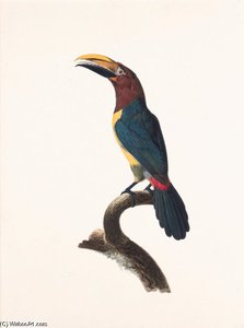 Pteroglossus Viridis — Jacques Barraband