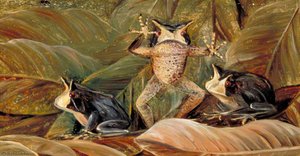 Tree Frogs, Found Amongst Dead Leaves, Brazil — Marianne North, Victorian Botanical Illustration