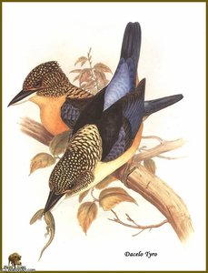 Martin Chasseur Paillete — John Gould, Naturalistic Illustration