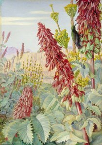 Touch Me Not And Sugar Birds At Tulbagh, South Africa — Marianne North