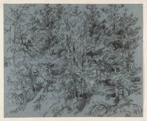 Study Of Pine Trees — David Cox