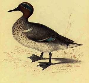 Study Of A Teal — Edward Lear