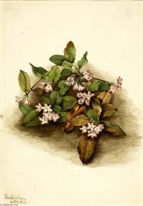 Trailing Arbutus (epigaea Repens) — Mary Morris Vaux Walcott