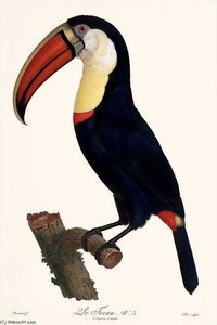 The Tocan — Jacques Barraband