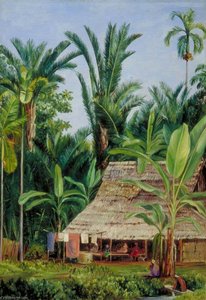A Tailor's Shop In The Botanic Garden, Buitenzorg, Shaded By Sago Palms And Bananas — Marianne North
