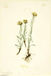 Buff Pussytoes (antennaria Luzuloides) — Mary Morris Vaux Walcott