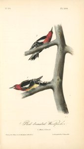 Red-breasted Woodpecker. 1. Male. 2. Female — John James Audubon