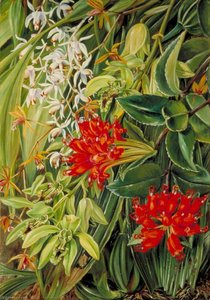 Orchids And Other Flowers Of Sarawak, Borneo — Marianne North, Victorian Botanical Art