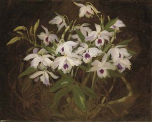 Dendrobium Orchids