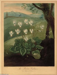 The Persian Cyclamen, From Dr. Thornton's Temple Of Flora — Abraham Pether