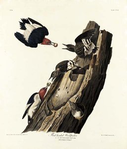 Red Headed Woodpecker — Robert Havell