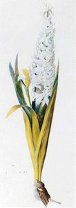 Untitled (853) — Joseph Stella