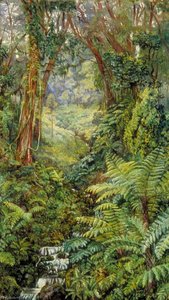 Valley Of Ferns Near Rungaroon, India — Marianne North