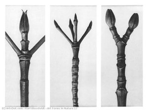 Art Forms in Nature 17