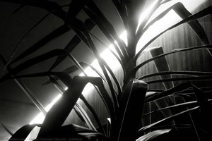 Untitled, — Carlos Cánovas Ciáurriz
