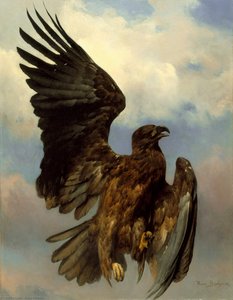 Wounded Eagle