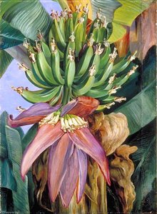 Flowers And Young Fruit Of The Chinese Banana — Marianne North