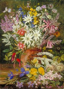 Wild Flowers Of The Blue Mountains, New South Wales — Marianne North