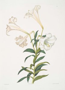 Lilium Longiflorum — Robert Havell