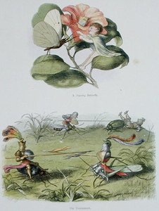 A Dancing Butterfly