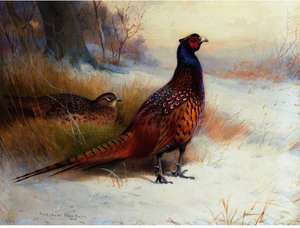 A Pair Of Pheasants In The Snow — Archibald Thorburn
