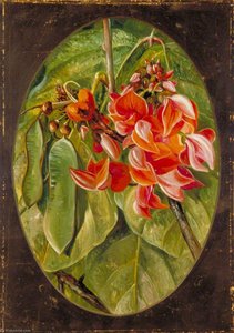 The Dhak Or Bastard Teak — Marianne North
