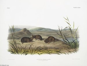 Arvicola Borealis, Northern Meadow-mouse. Natural Size — John James Audubon