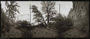 National Champion Singleleaf Ash, Colorado, 2001 — Barbara Bosworth