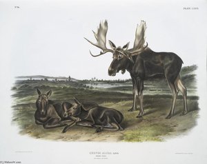 Servus Alces, Moose Deer. Old Male ^ Young — John James Audubon