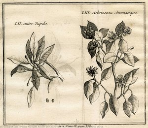 Lii. Other tupelo liii. Aromatic shrub