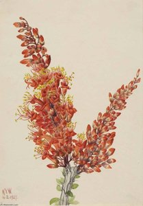 Ocotillo (fouquieria Splendens) — Mary Vaux Walcott